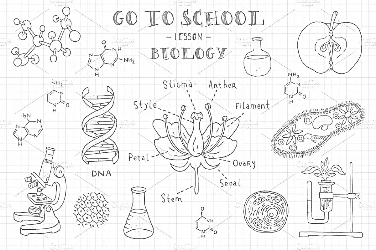На раскраске изображено: Биология, Молекула, ДНК, Лепесток, Пестик, Стебель, Микроскоп, Вирус, Колба, Лабораторное оборудование, Наука, Образование