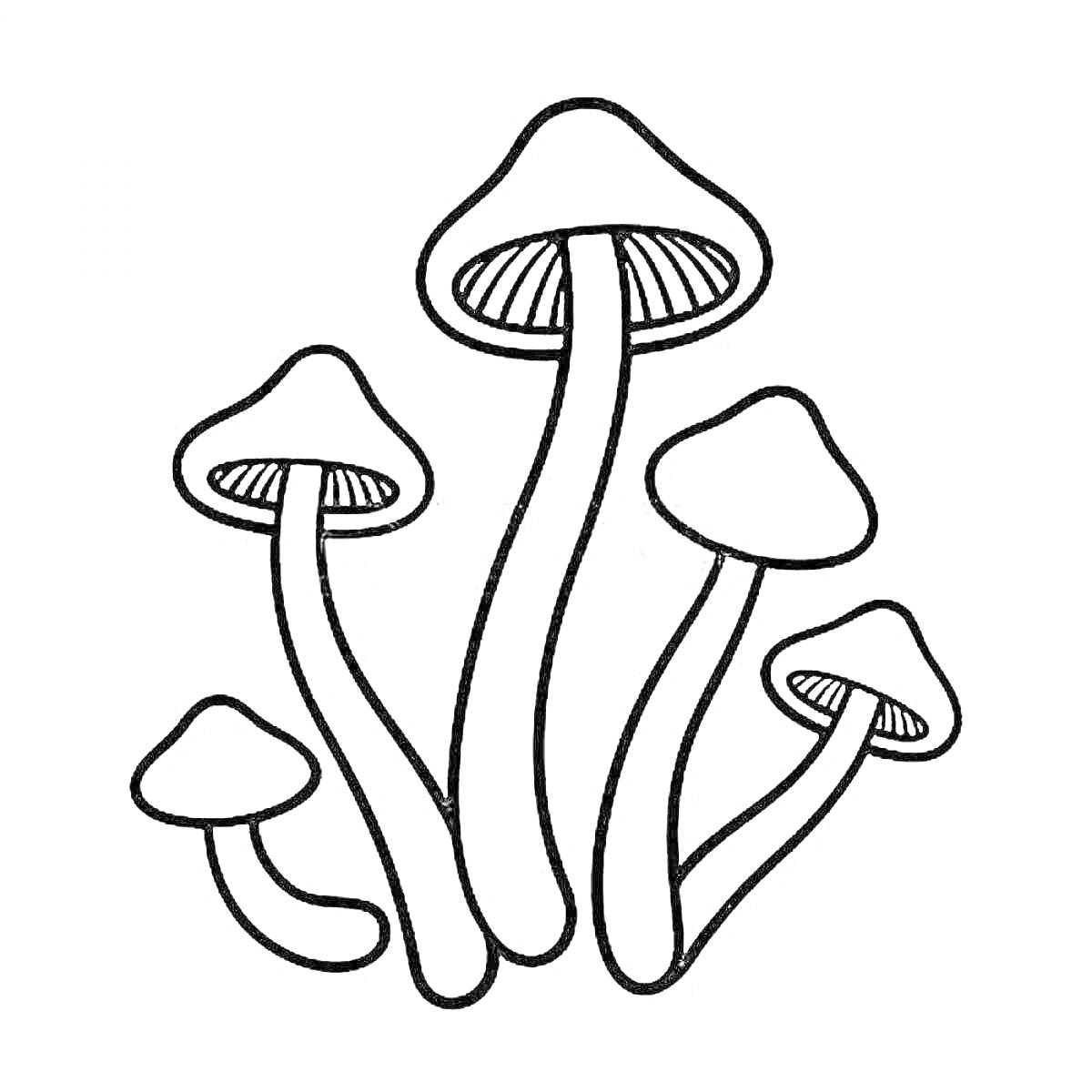 Раскраска Опята - пять грибов с длинными ножками и шляпками