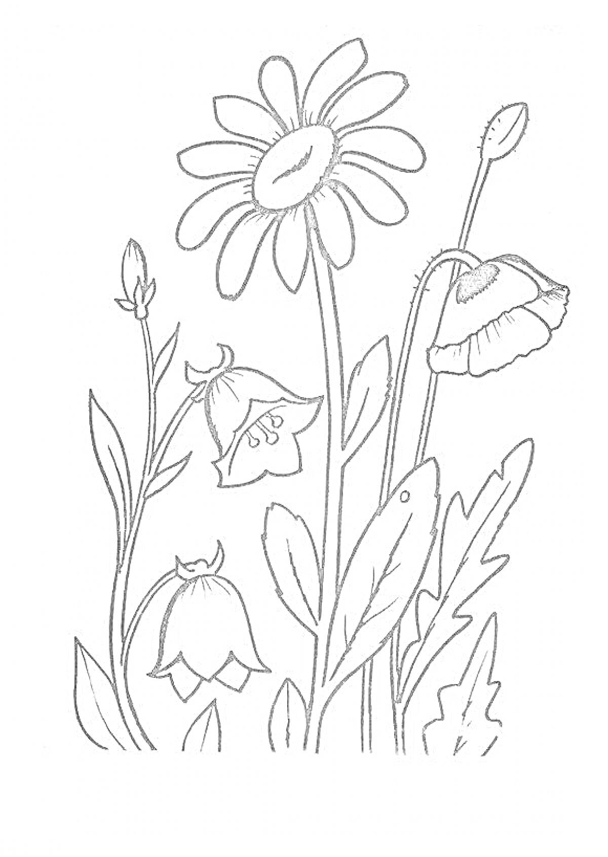 На раскраске изображено: Полевые цветы, Ромашка, Колокольчик, Мак, Цветы, Листья, Контурные рисунки