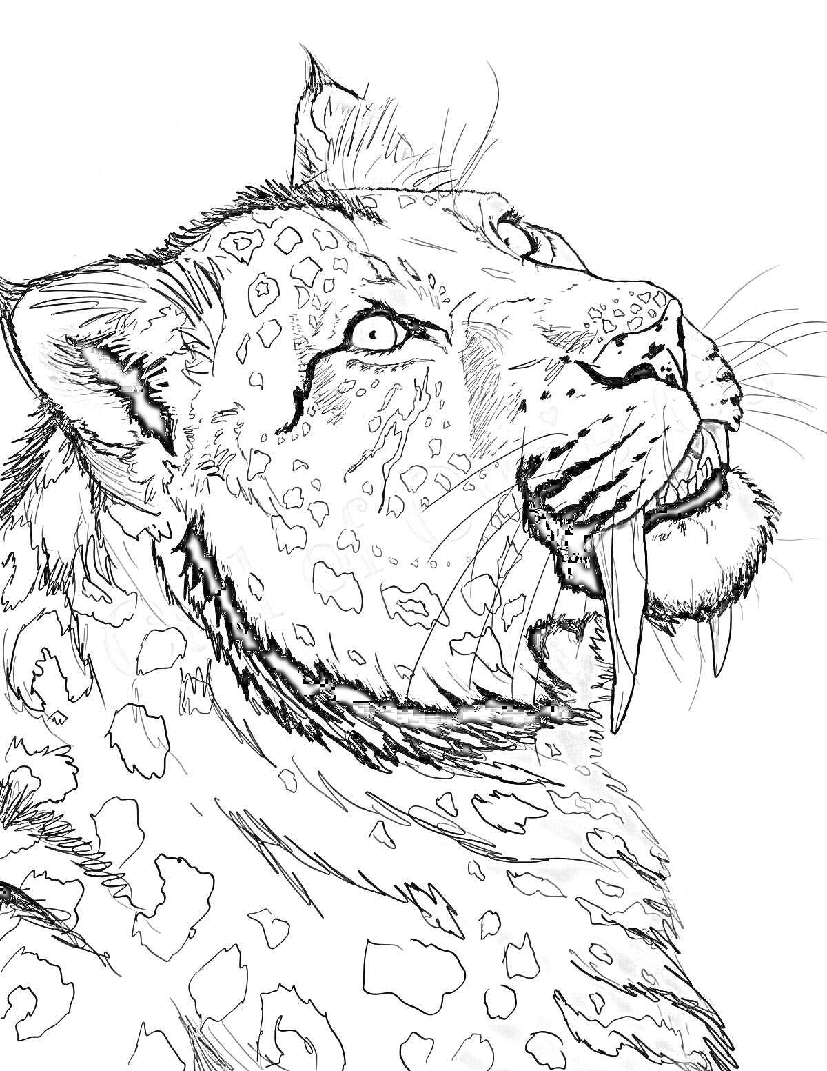 Раскраска тигр с черными пятнами, крупный план головы