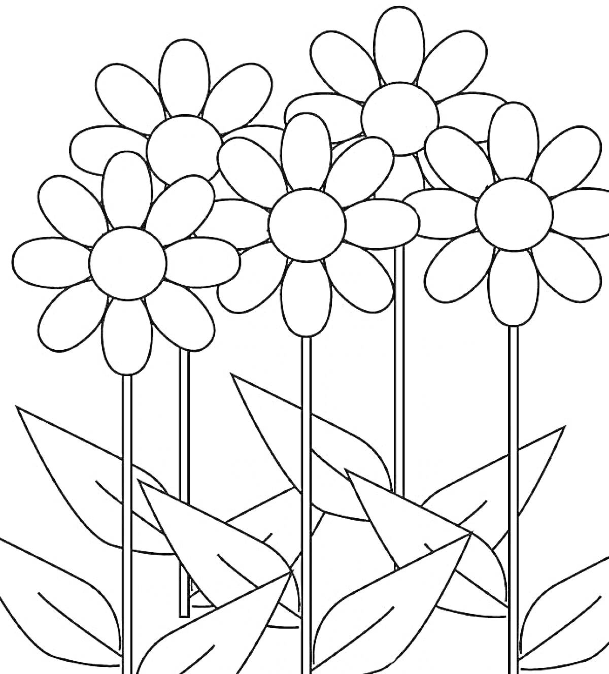 Раскраска Цветы на лугу, пять ромашек с крупными лепестками и листьями на стеблях