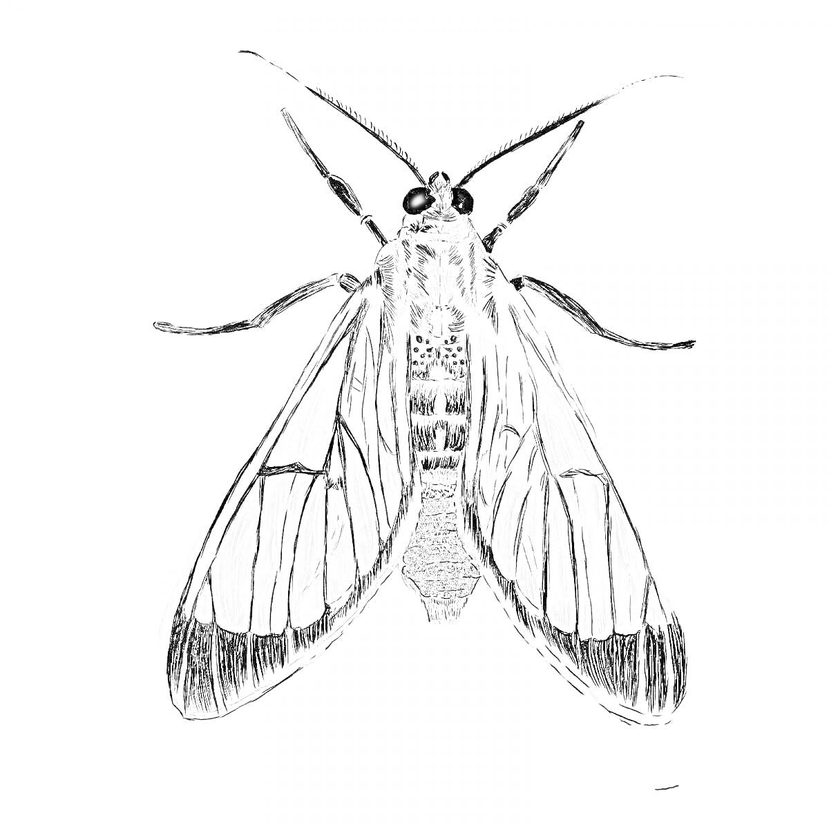 Раскраска Моль с вытянутыми крыльями и деталями тела