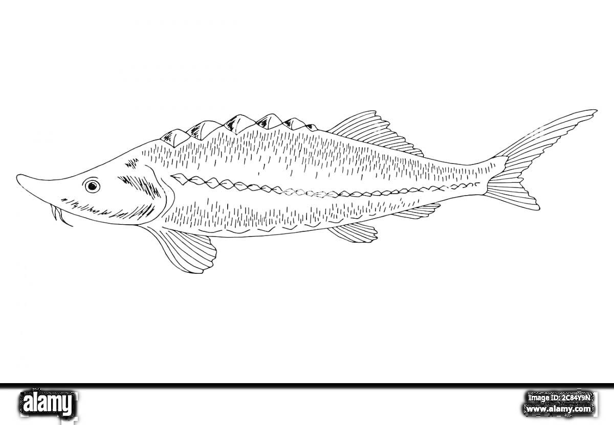 РаскраскаРаскраска стерлядь, изображение рыбы с детализированной чешуей и плавниками