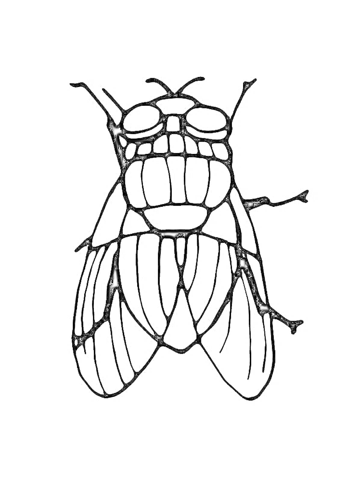 На раскраске изображено: Муха, Насекомое, Крылья