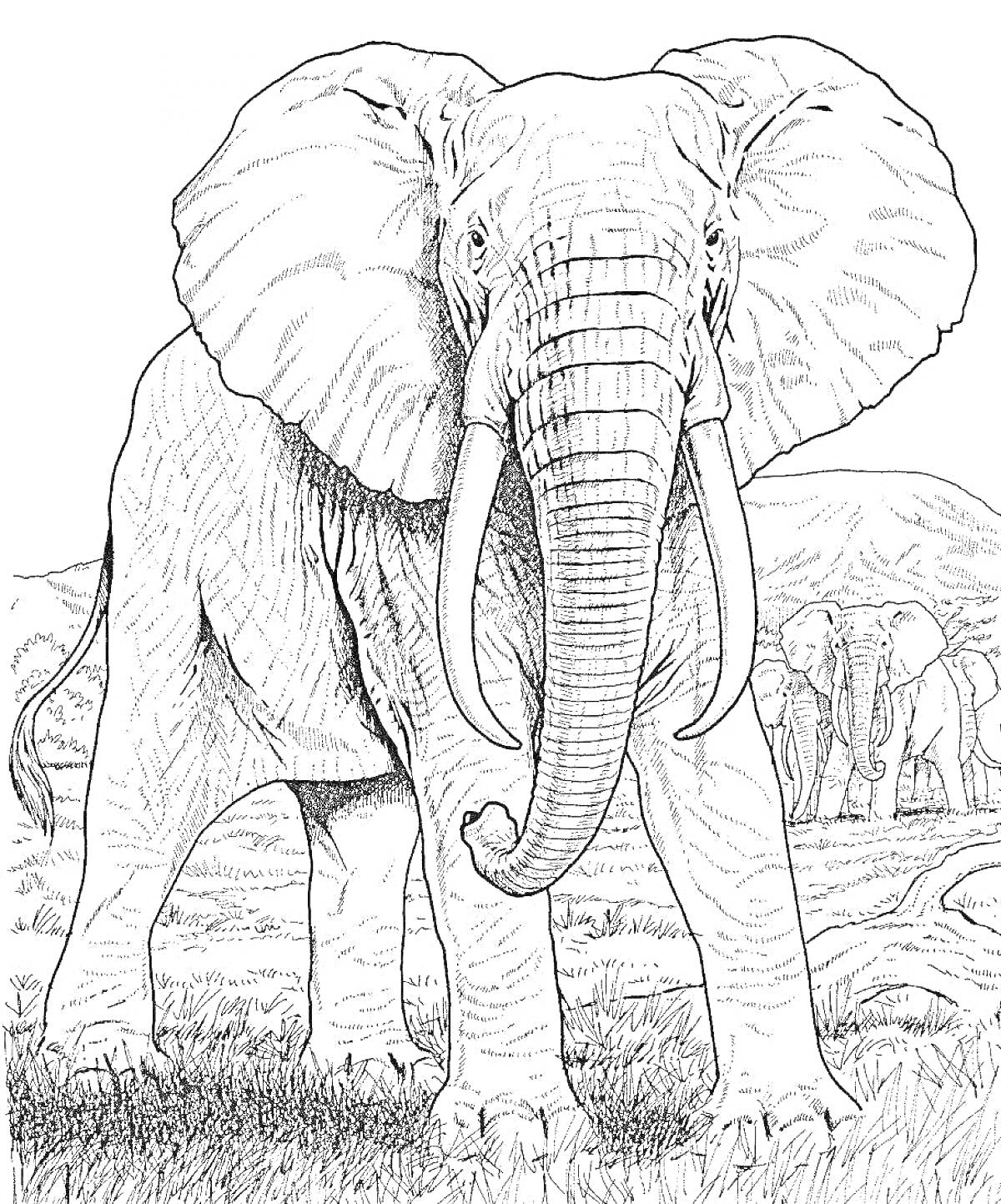 На раскраске изображено: Слон, Африканский слон, Природа, Животные, Холмы, Саванна