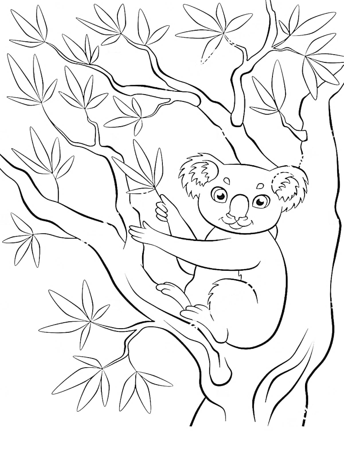 Раскраска Коала на дереве