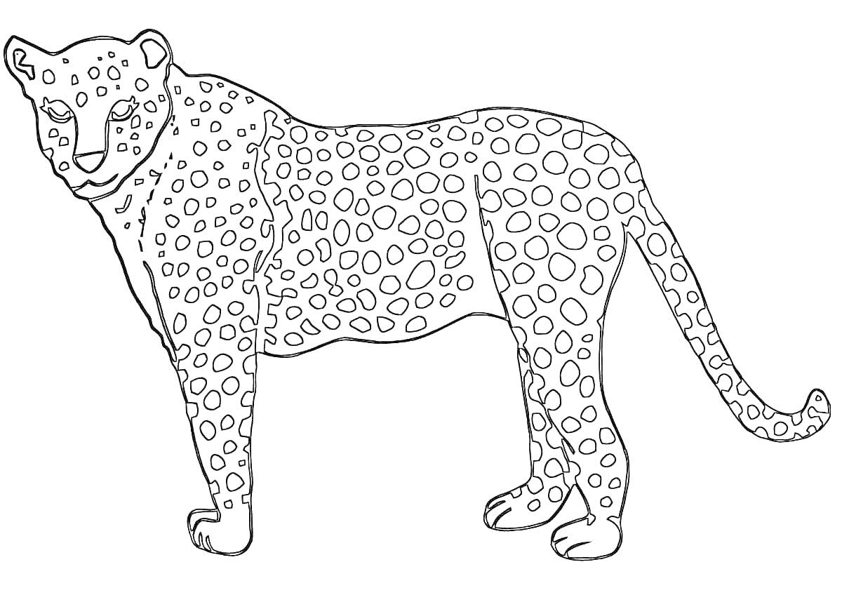 Раскраска Гепард, стоящий на четырех лапах с пятнистым рисунком на теле и с длинным хвостом