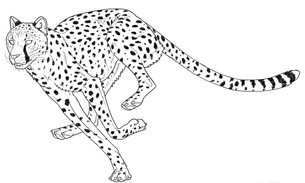 Раскраска Королевский гепард, бегущий гепард на белом фоне