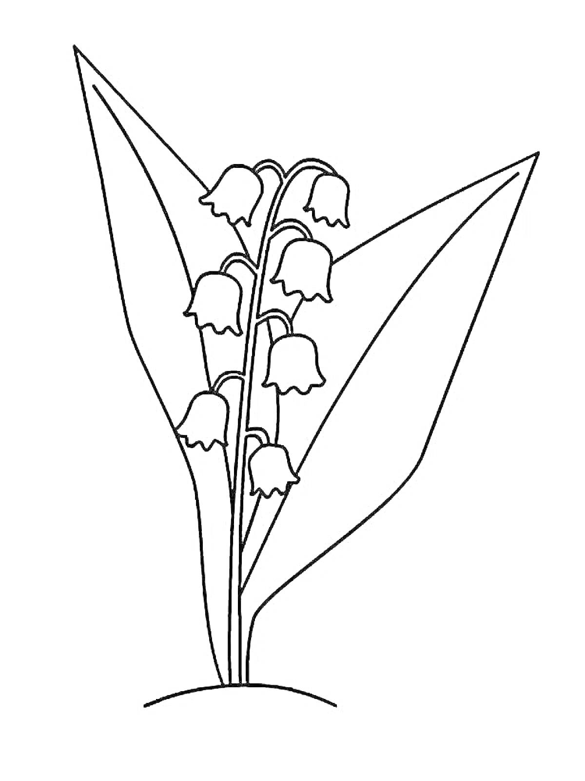 Раскраска Ландыш с листьями и цветами