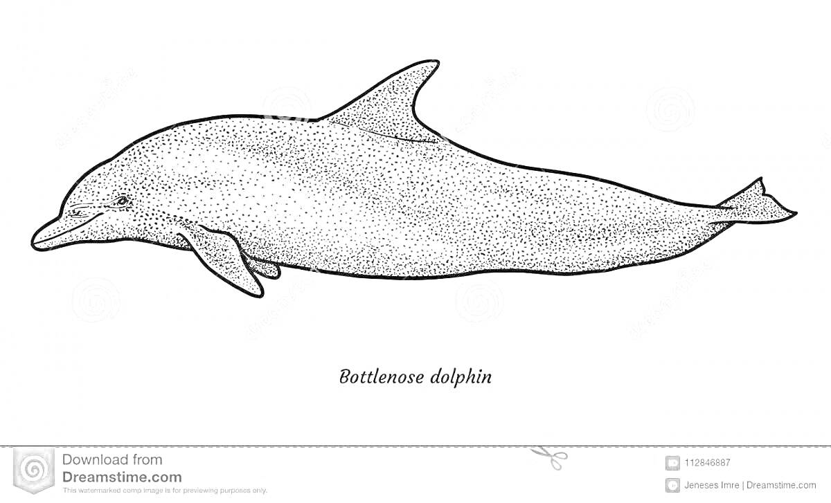 Раскраска афалина с надписью Bottlenose dolphin на белом фоне