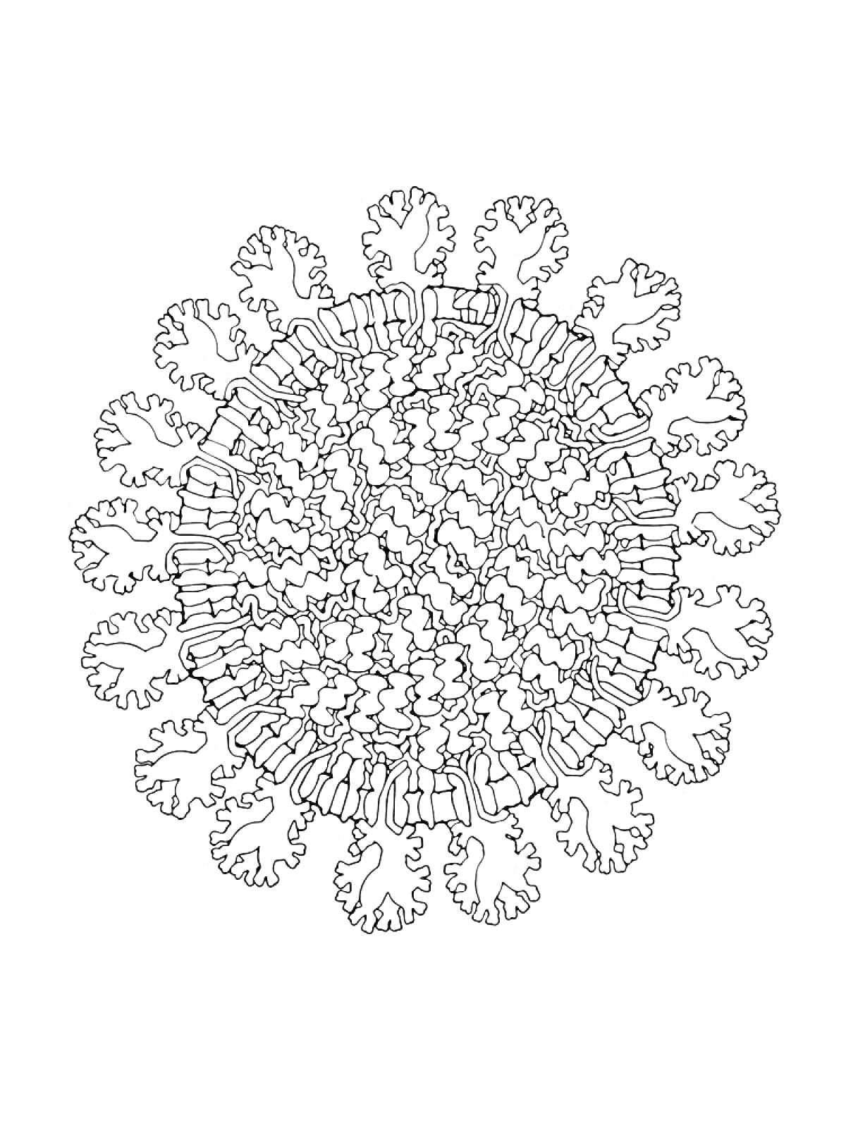 Раскраска Изображение коронавируса с детализированными шипами и мембраной