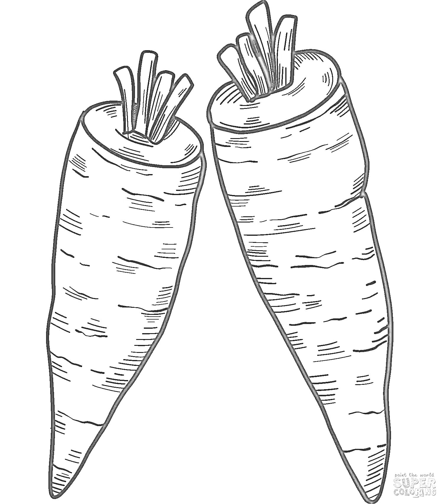 Раскраска Две морковки с ботвой для раскраски