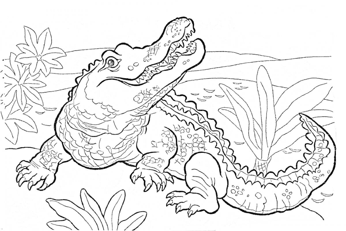 На раскраске изображено: Крокодил, Природа, Растения, Флора, Веселье, Для детей, Животные, Контурные рисунки