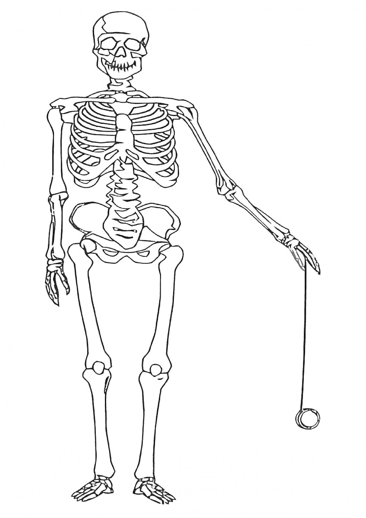 Раскраска Скелет человека, держащий йо-йо