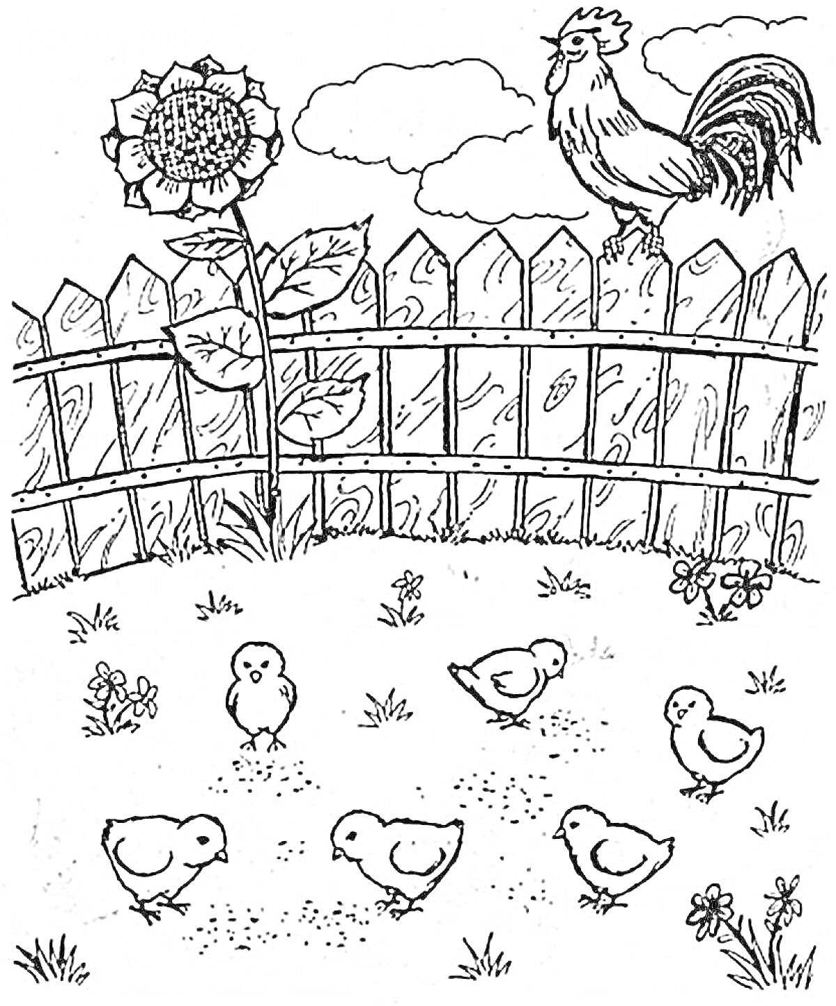На раскраске изображено: Забор, Петух, Цыплята, Облака, Трава, Цветы