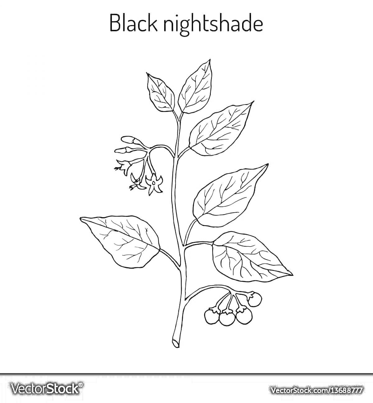 Раскраска Solanum nigrum с листьями, цветами и ягодами