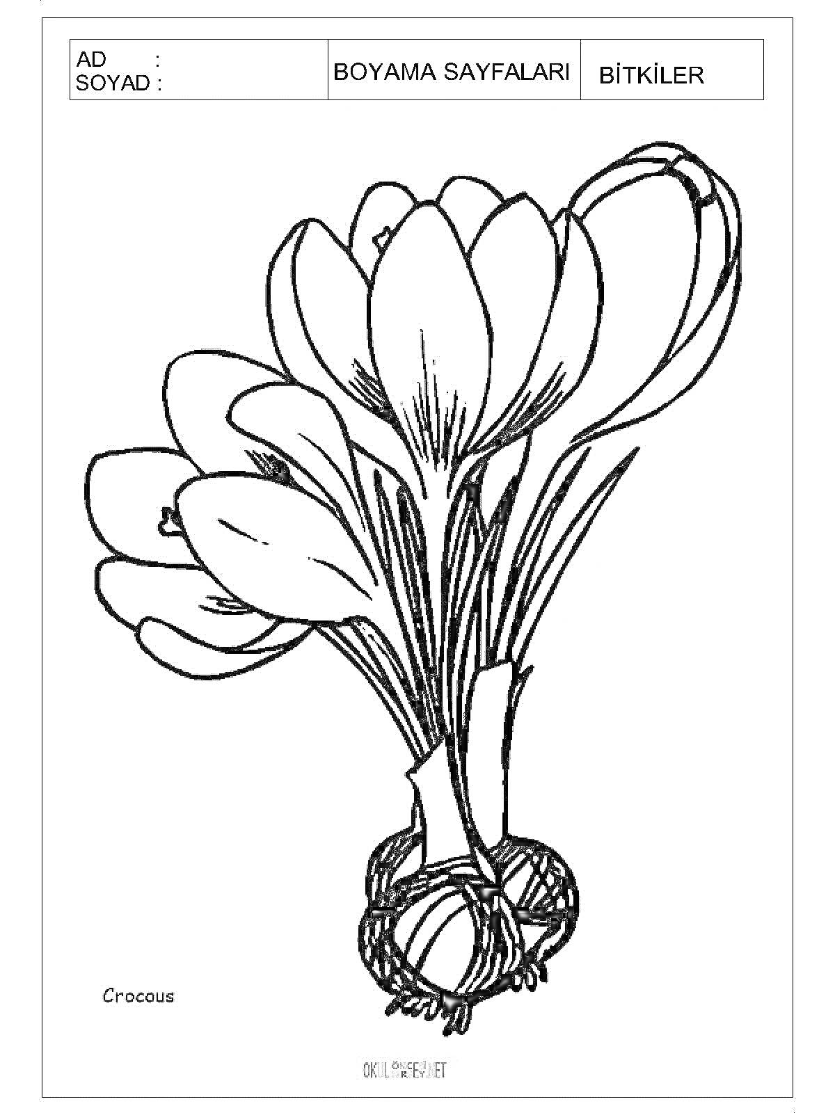 На раскраске изображено: Шафран, Крокус, Цветы, Растения, Ботаника, Для детей