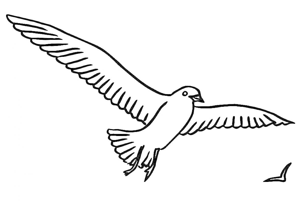 На раскраске изображено: Птица, Полет, Небо, Природа, Расправленные крылья, Контурные рисунки, Чайки
