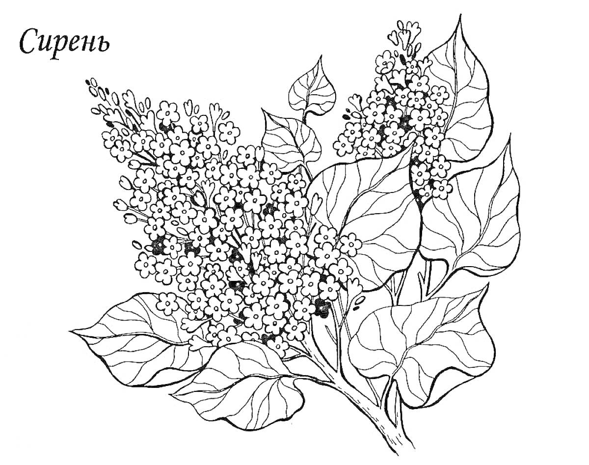 На раскраске изображено: Сирень, Цветы, Листья, Ботаника, Ветка