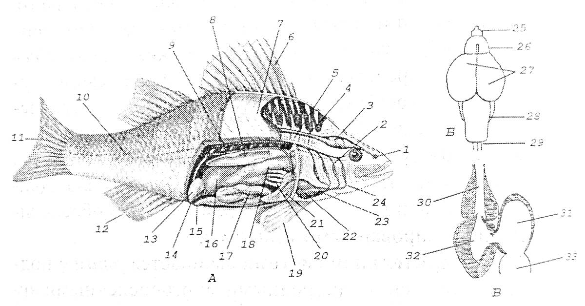 Строение рыбы с анатомией и внутренними органами