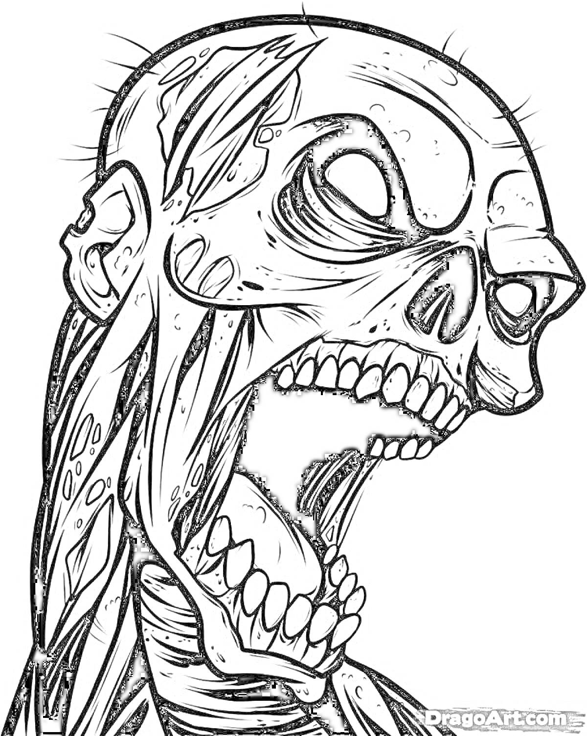 Раскраска Скелет с открытым ртом с клыками, видны мышечные ткани и подвижные суставы, множество шрамов на черепе