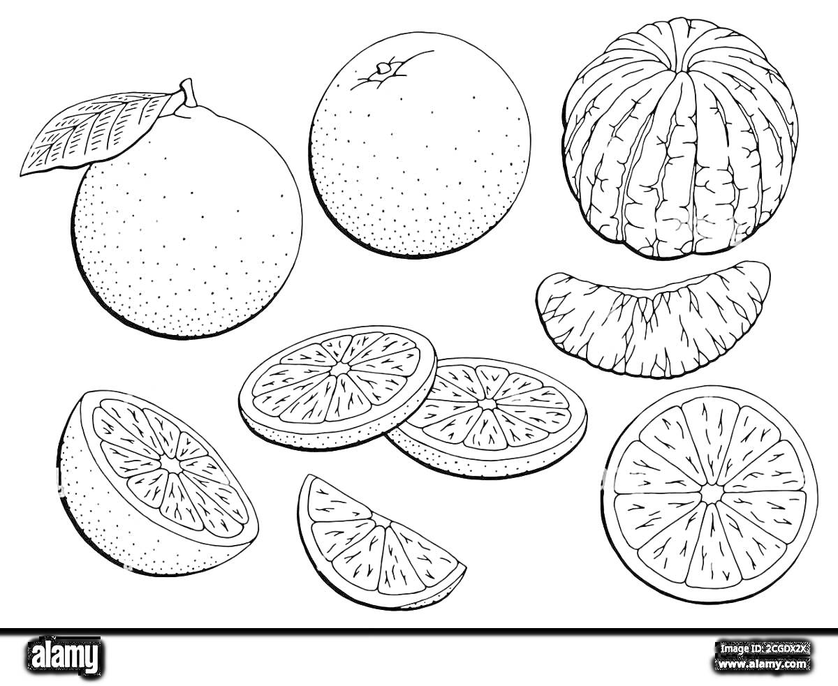 Раскраска Целые и нарезанные мандарины и апельсины, отдельные дольки
