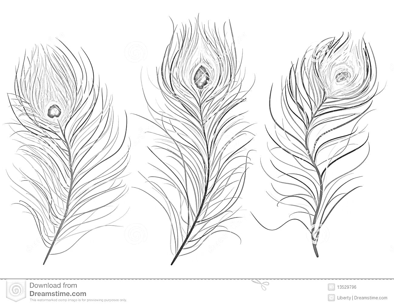 Раскраска с тремя павлиньими перьями для детей