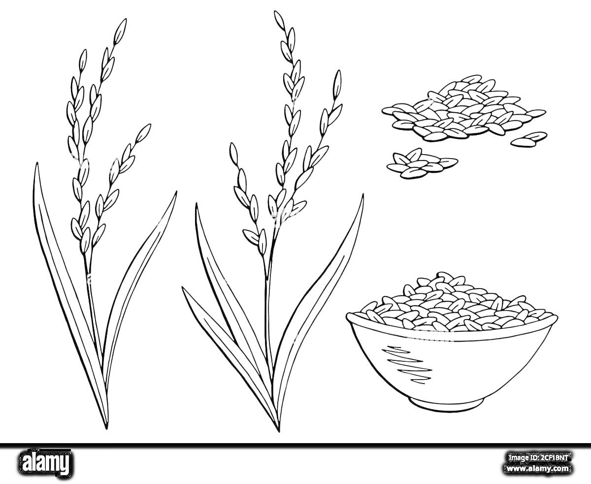 Раскраска Растение с зерном и миска с зернами