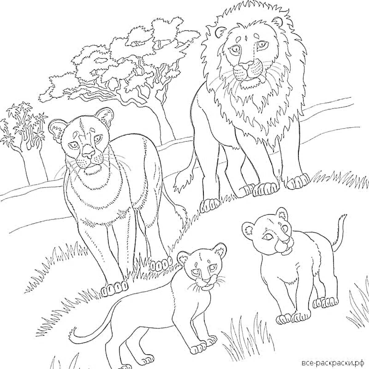 На раскраске изображено: Львы, Семья, Природа, Трава, Детеныши, Саванна