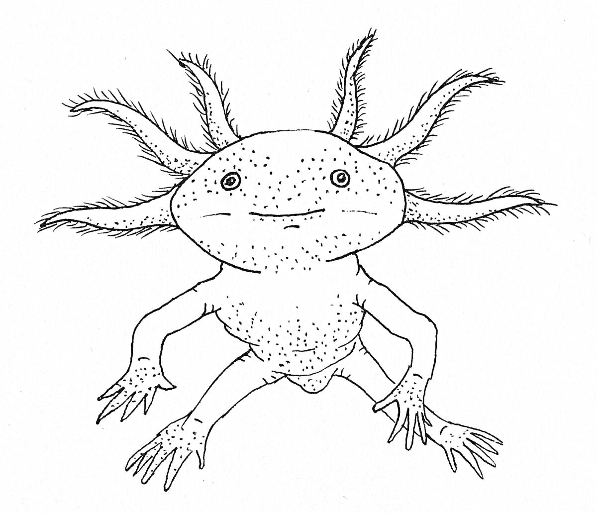 аксолотль с шестью внешними жабрами, два глаза, улыбка, и четыре лапы