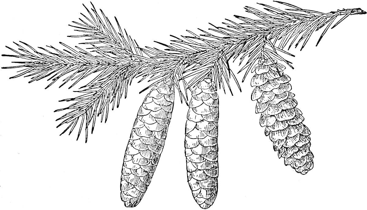 На раскраске изображено: Хвоя, Шишки, Природа, Ботаника
