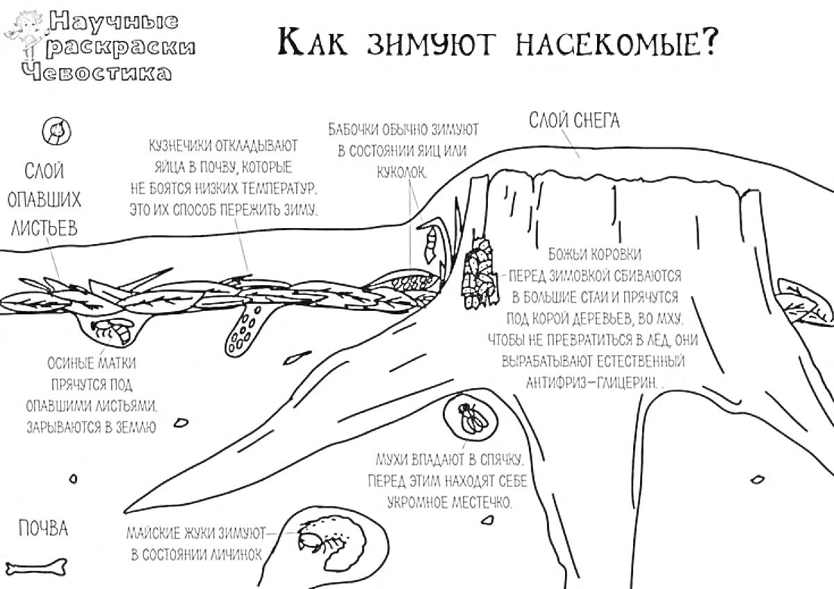 На раскраске изображено: Снег, Листья, Почва, Жуки, Природа, Экология