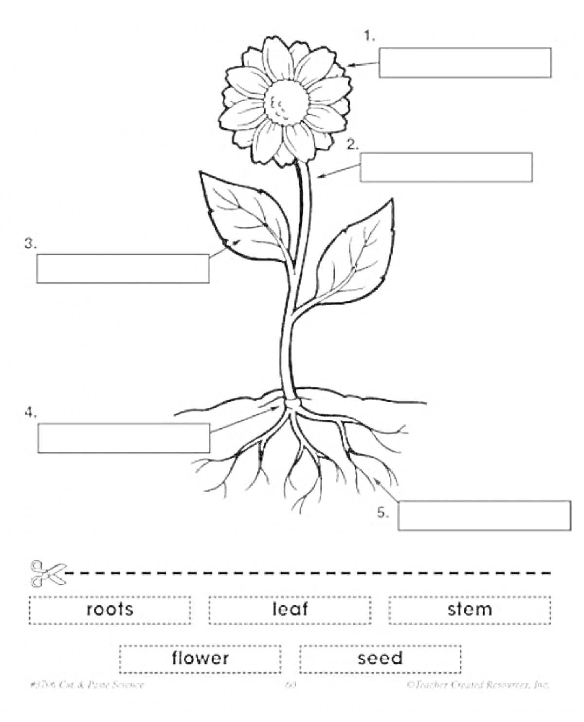 Раскраска Раскраска, части растений - цветок, стебель, лист, корень, семя