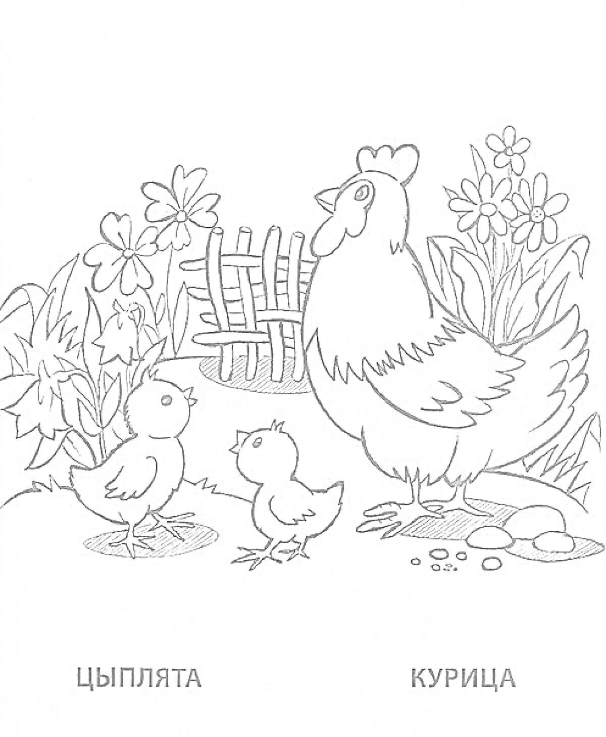 На раскраске изображено: Цыплята, Ограда, Цветы, Природа, Домашние животные, Птица, Курицы