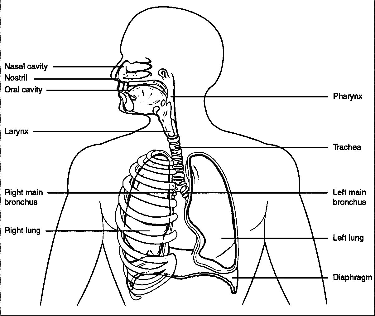 Дыхательная система человека с деталями: носовая полость, ноздри, ротовая полость, гортань, трахея, глотка, главные бронхи (правый и левый), легкие (правое и левое), диафрагма