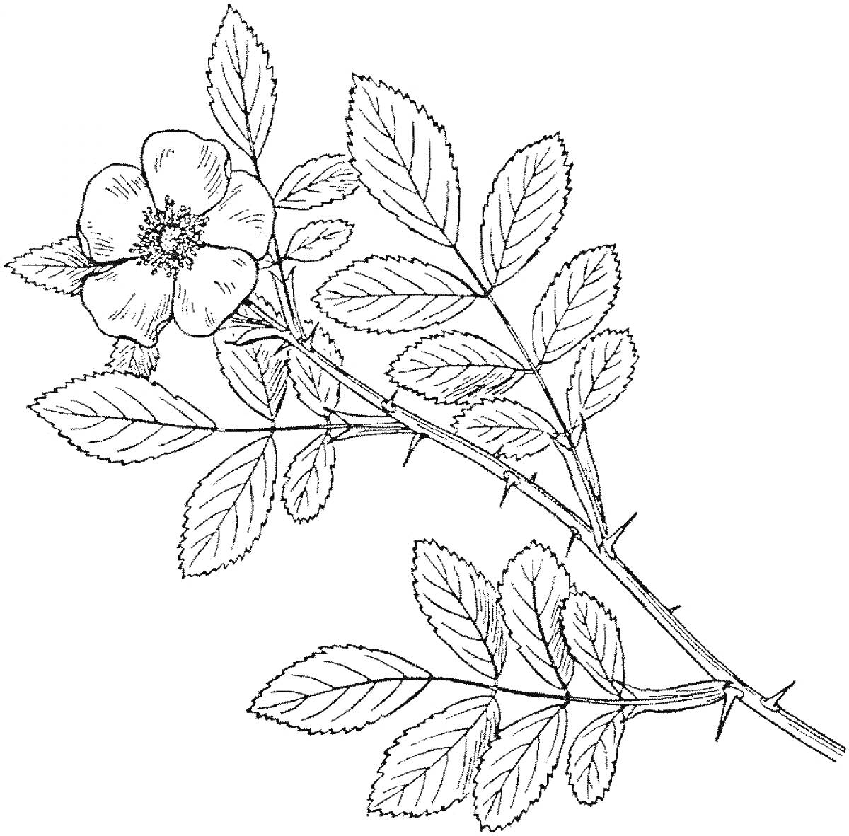 Раскраска Ветка шиповника с цветком и листьями