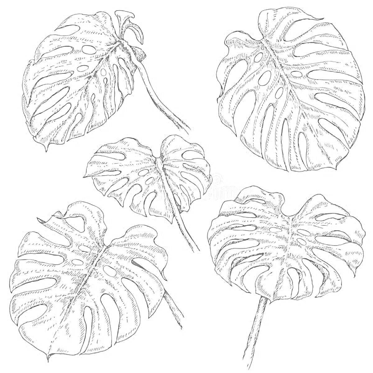 На раскраске изображено: Монстера, Листья, Растения, Ботаника, Природа, Тропический