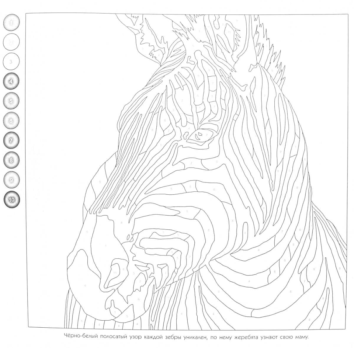 Раскраска Зебра, черно-белая полосатая раскраска, включая заданные цветомера, номера и дополнительные метки