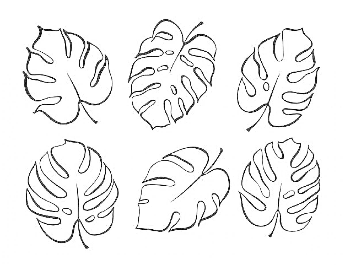 Шесть листьев монстеры с прорезями