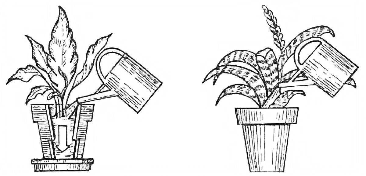 Раскраска Полив комнатных растений с помощью лейки