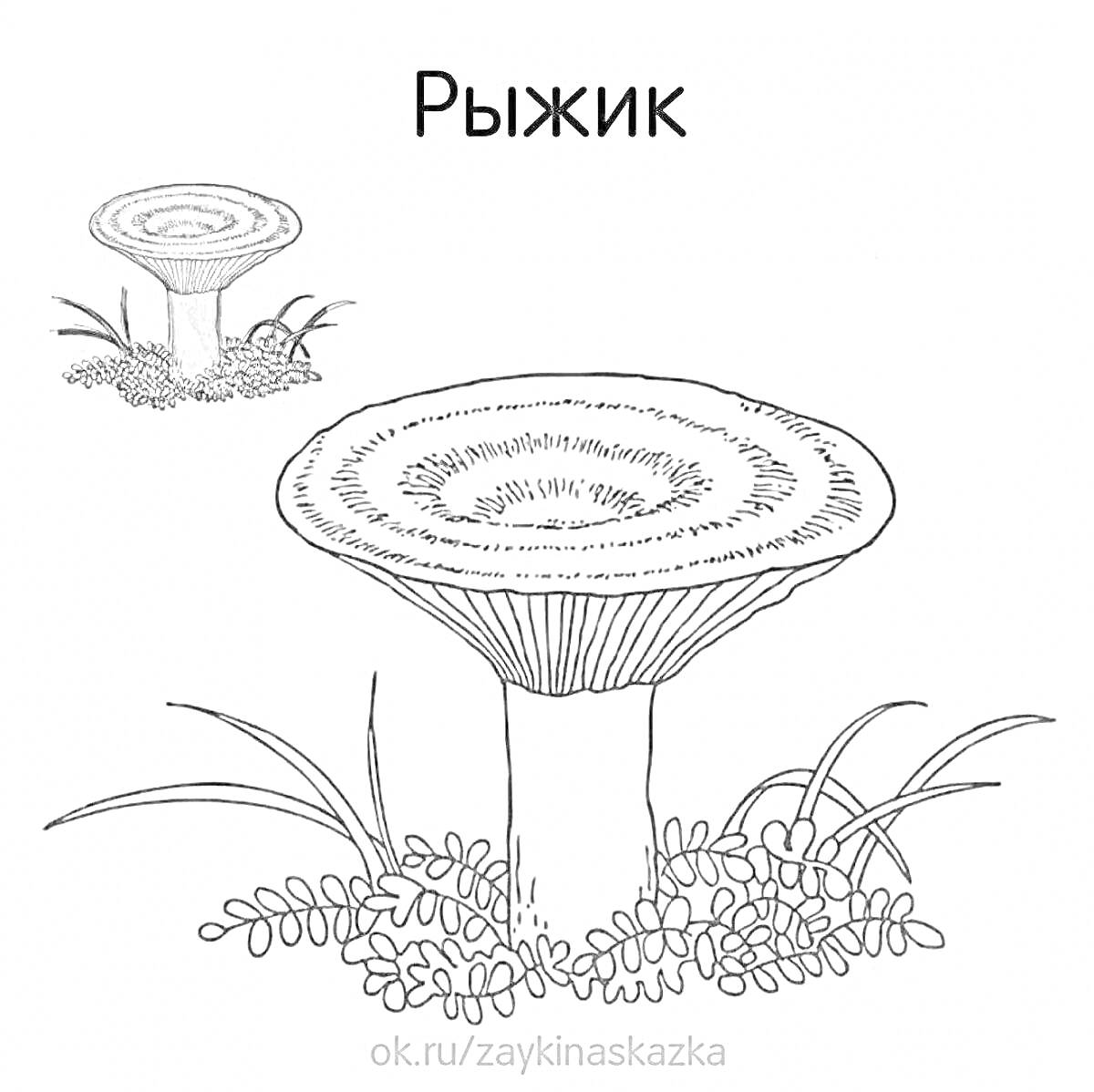На раскраске изображено: Трава, Природа, Растения, Лес