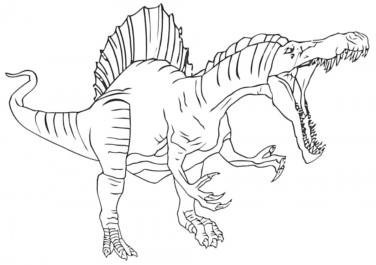 На раскраске изображено: Спинозавр, Динозавр, Острые зубы, Древний ящер, Хищники, Древние животные