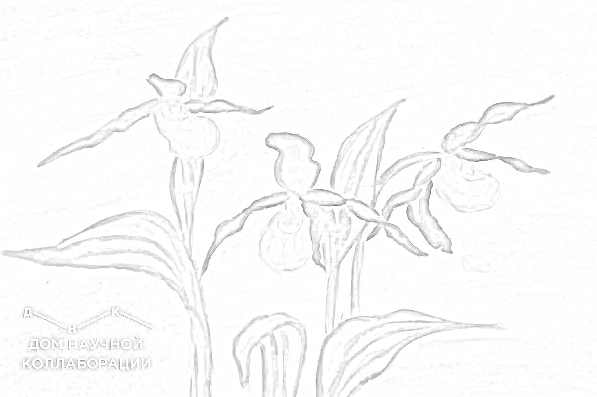 Раскраска Венерин башмачок: ботаническая иллюстрация с тремя цветущими растениями и листьями