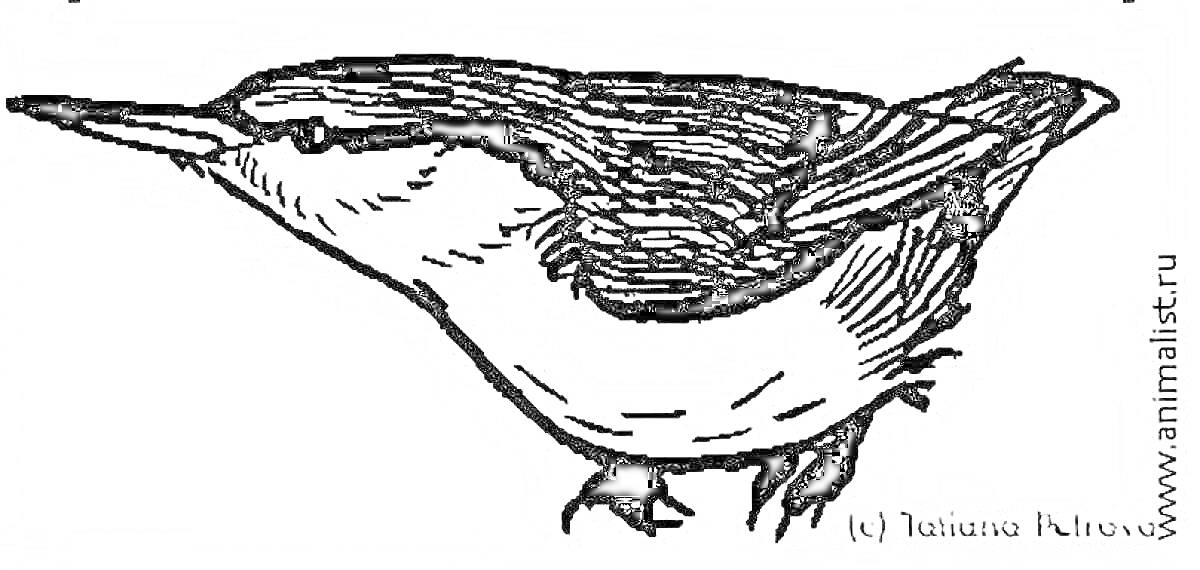 Птица поползень крупным планом, боковой вид
