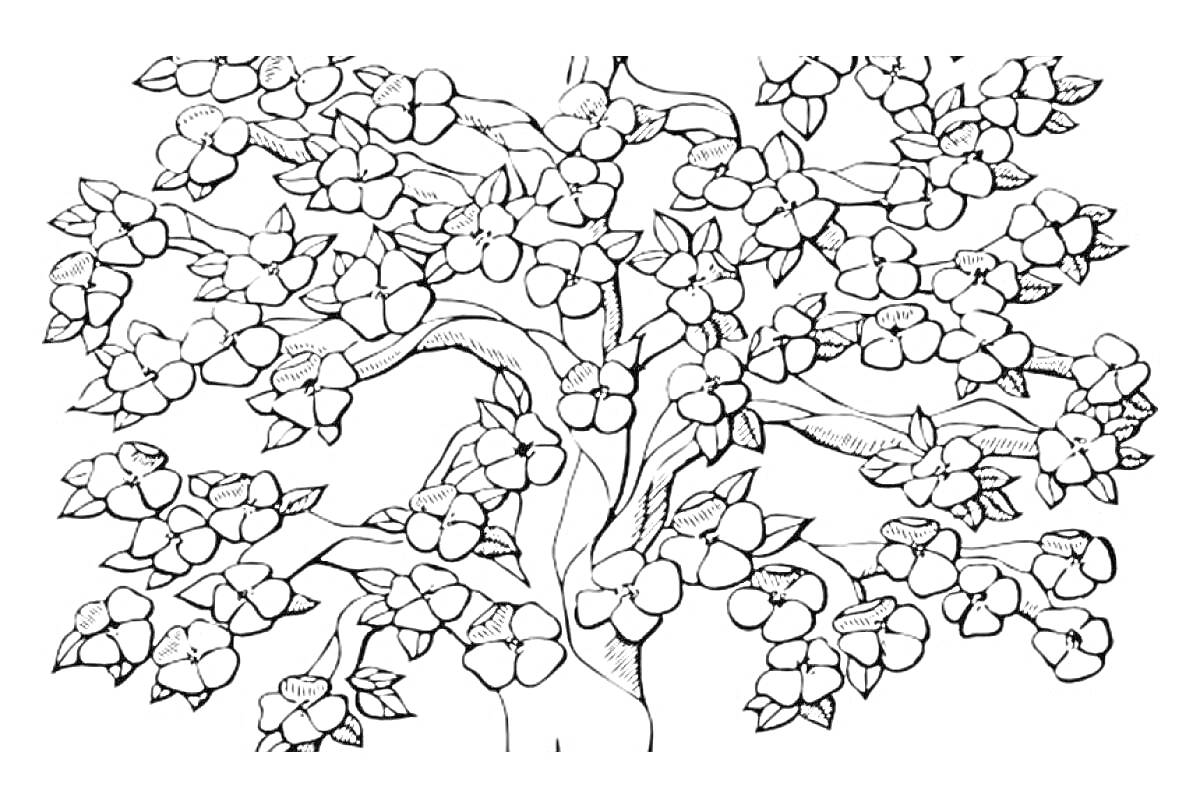 Раскраска Цветущее дерево сакуры с множеством ветвей и цветков