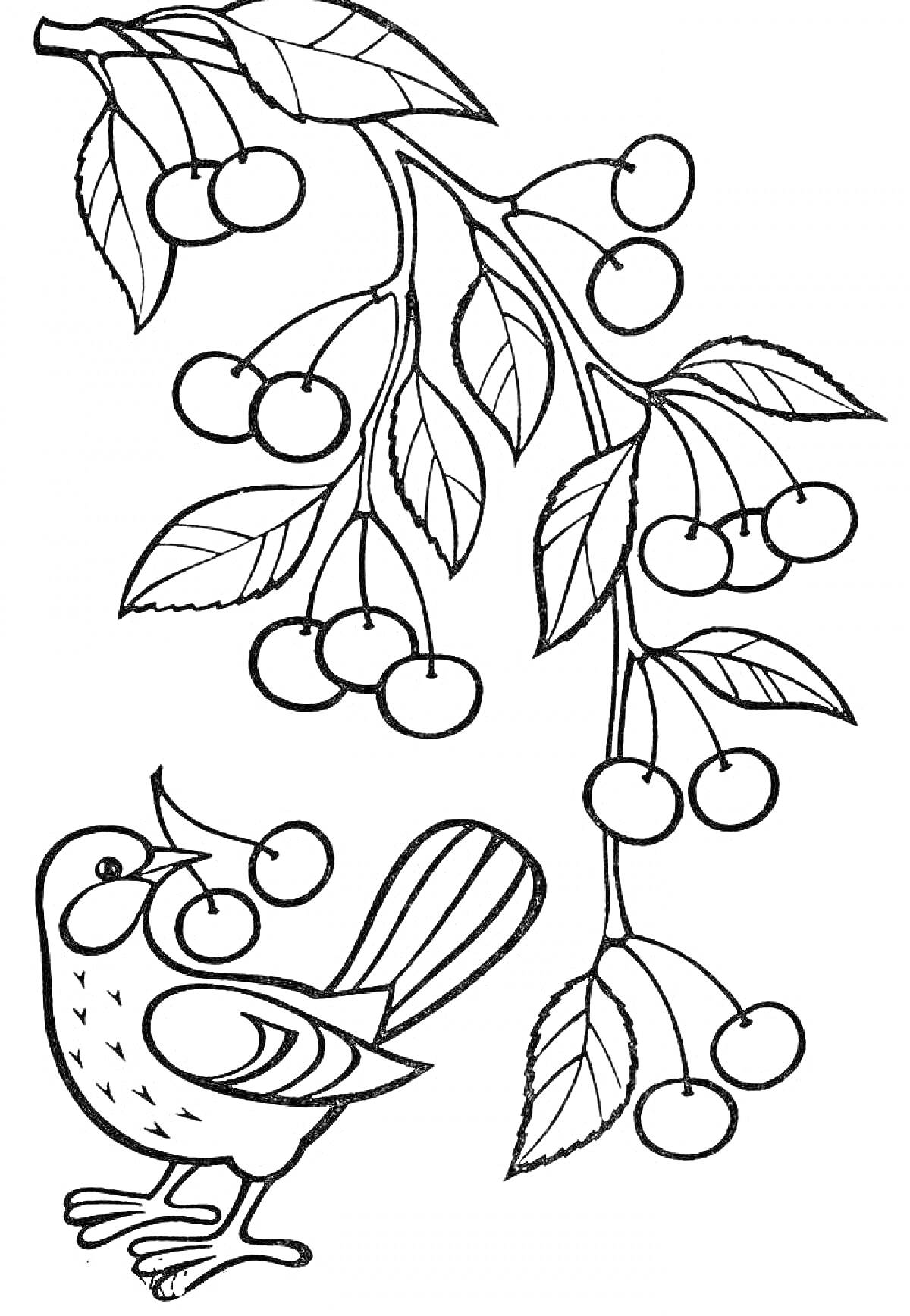 На раскраске изображено: Ветка, Листья, Ягоды, Птица, Природа, Черешня
