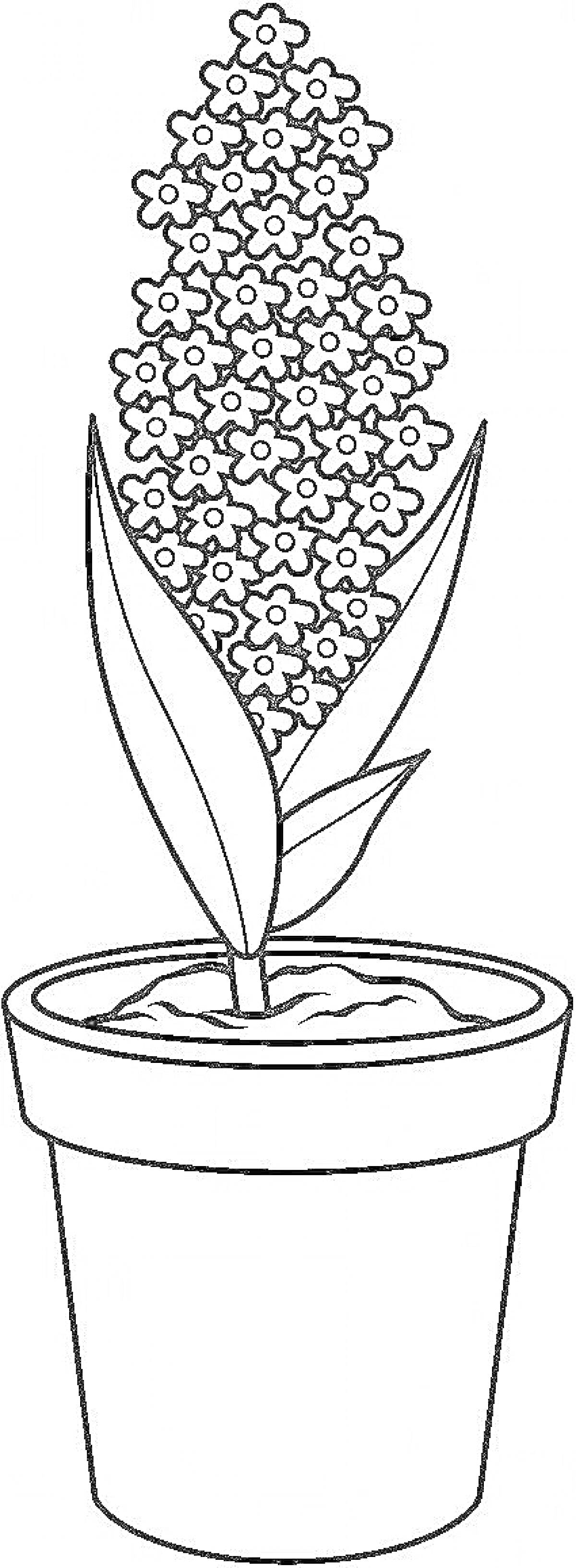 Раскраска Цветок в горшке с множеством мелких цветков и длинными листьями