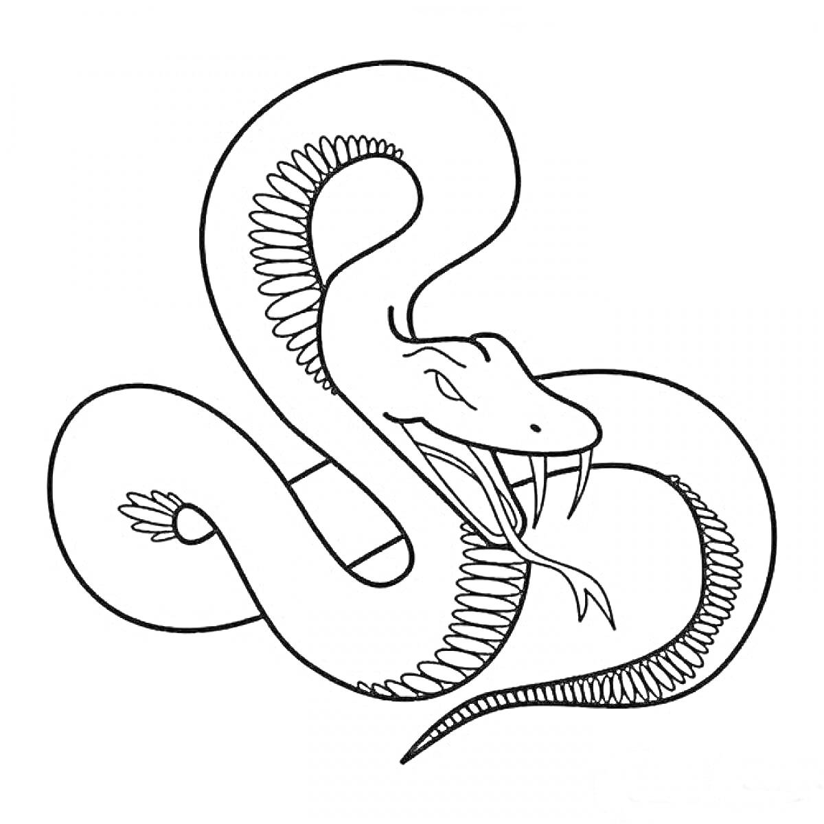 Раскраска Змея с открытым ртом и высунутым языком