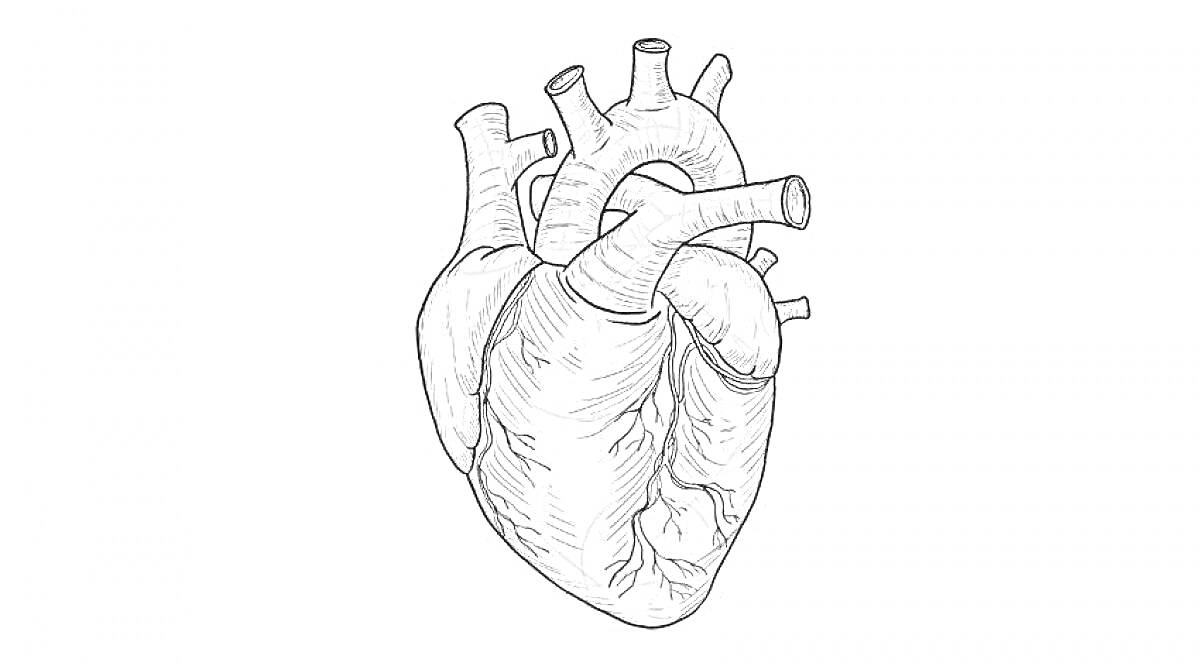 Раскраска Анатомическое сердце с венами и артериями