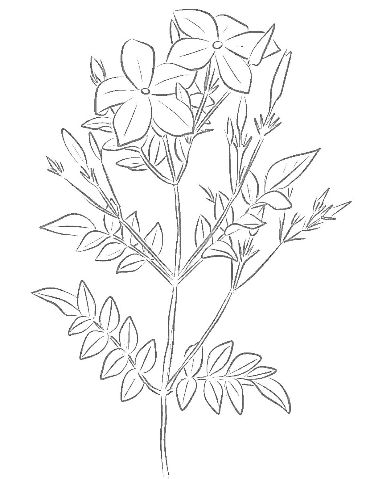 Раскраска Рисунок зверобоя с цветками, листьями и стеблем